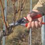 Felco F8 Ergonomic Shape Pruner – Felco – 8.3″